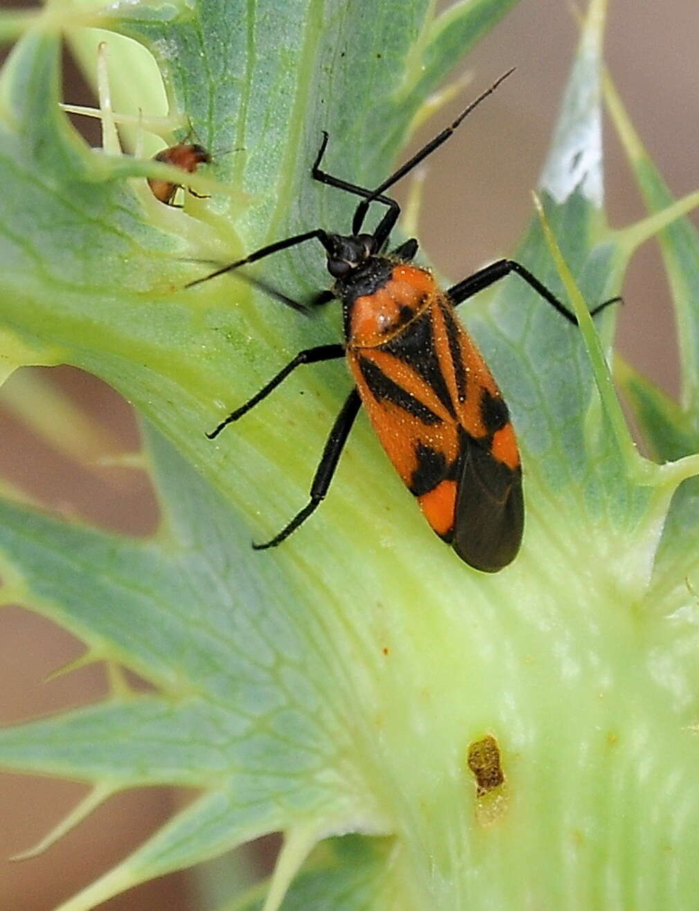 Image of Brachycoleus triangularis (Goeze 1778)