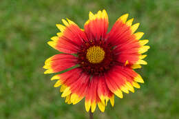 Image of Common perennial gaillardia