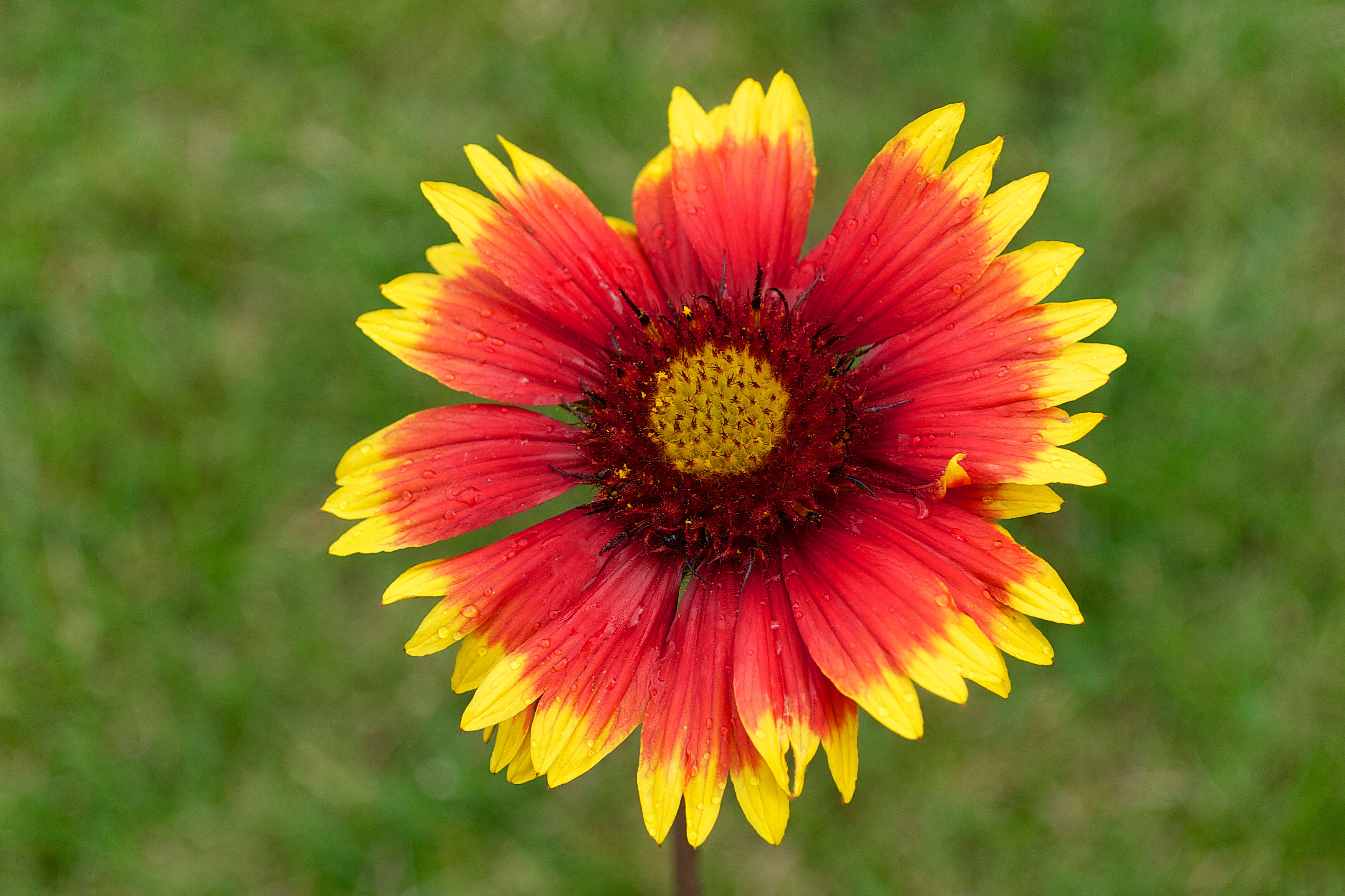 Image of Common perennial gaillardia