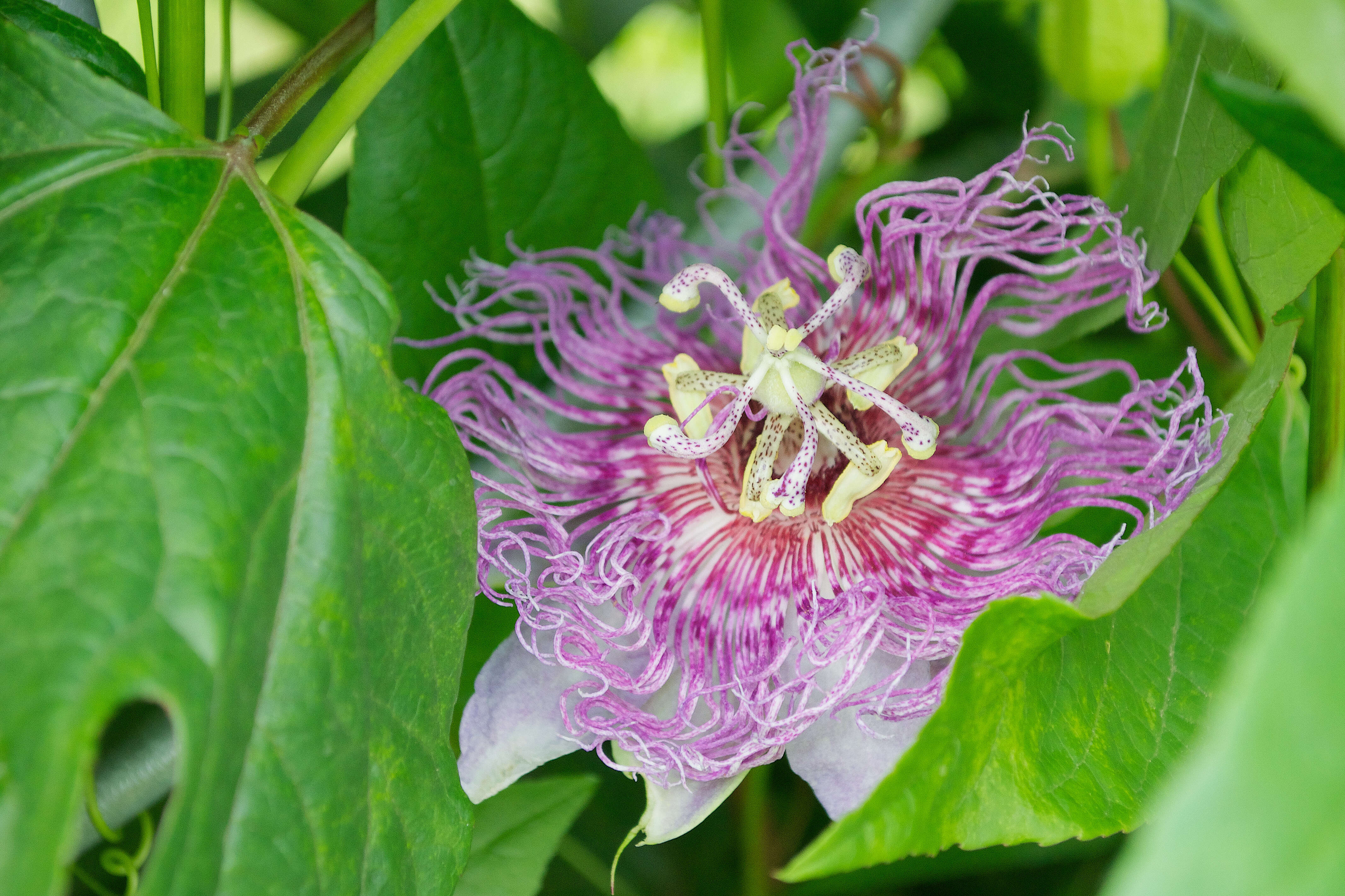 Image of Maypop