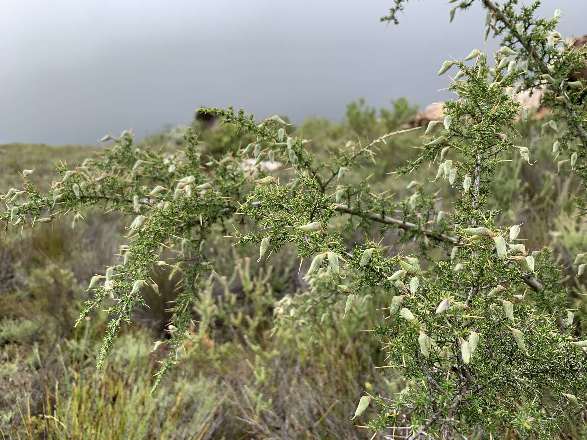 Image of Aspalathus acuminata subsp. pungens (Thunb.) R. Dahlgren