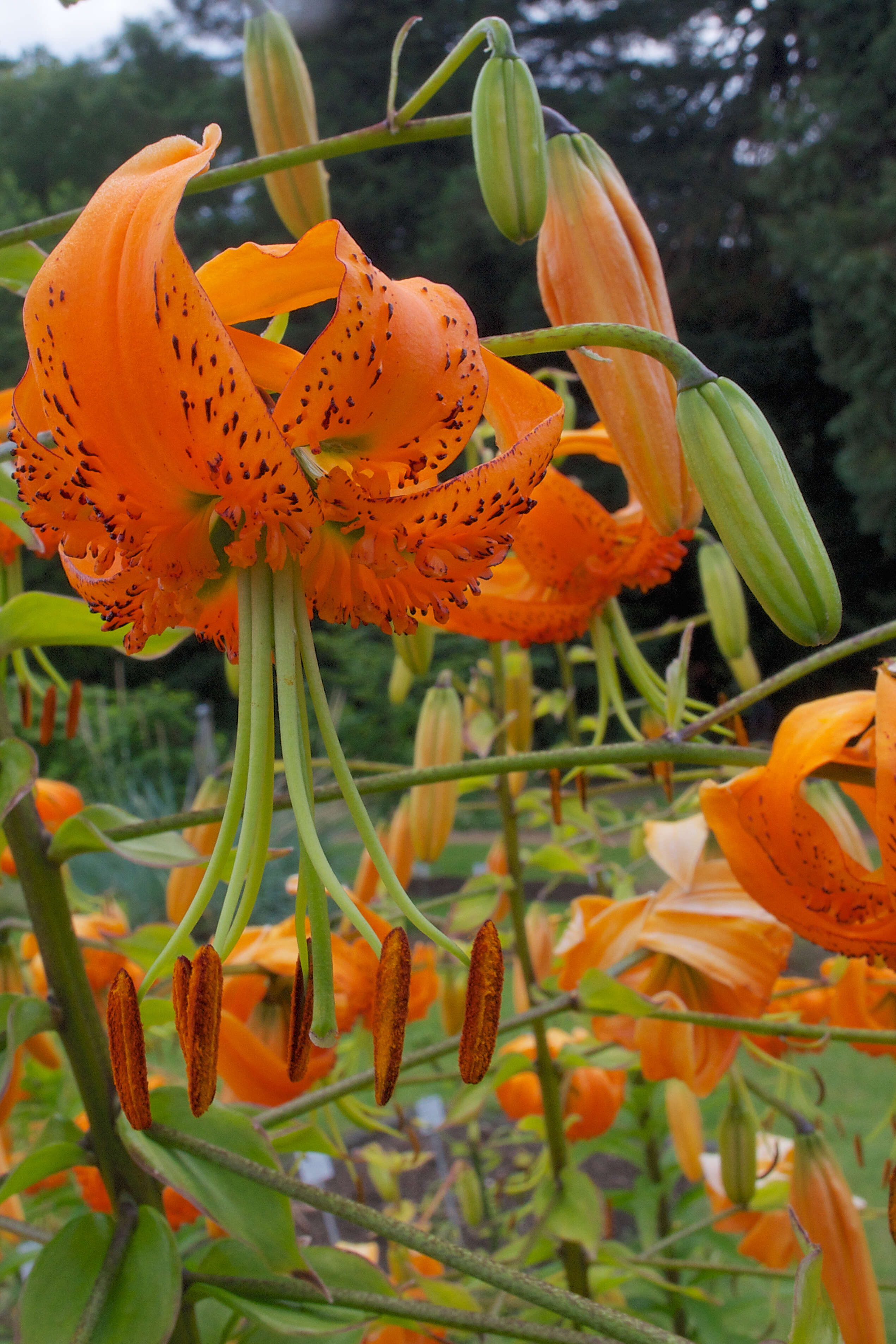 Image of Henry's lily