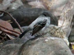 Image of Torrent Tyrannulet