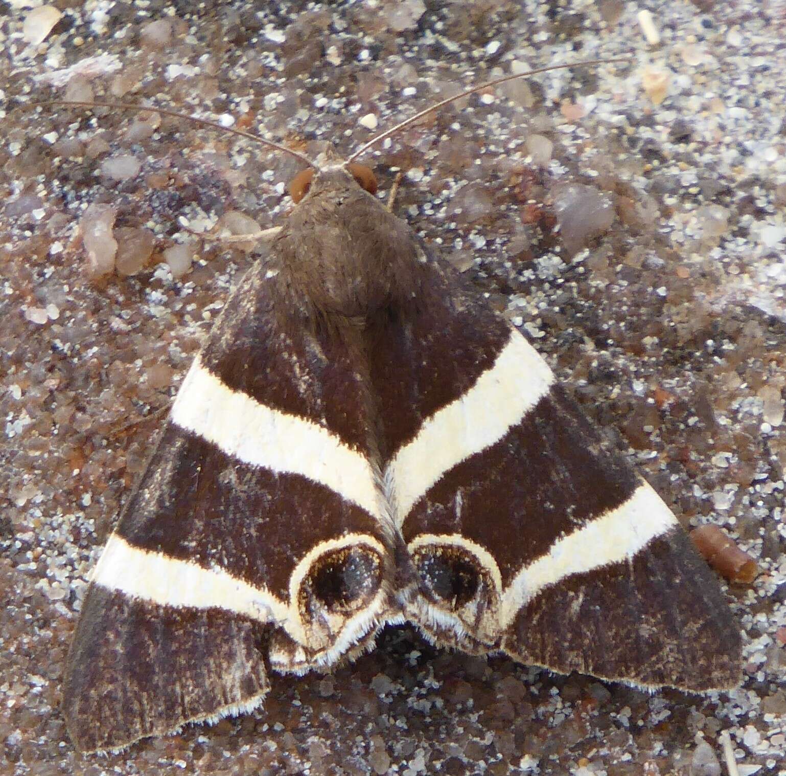 Grammodes ocellata Tepper 1890的圖片