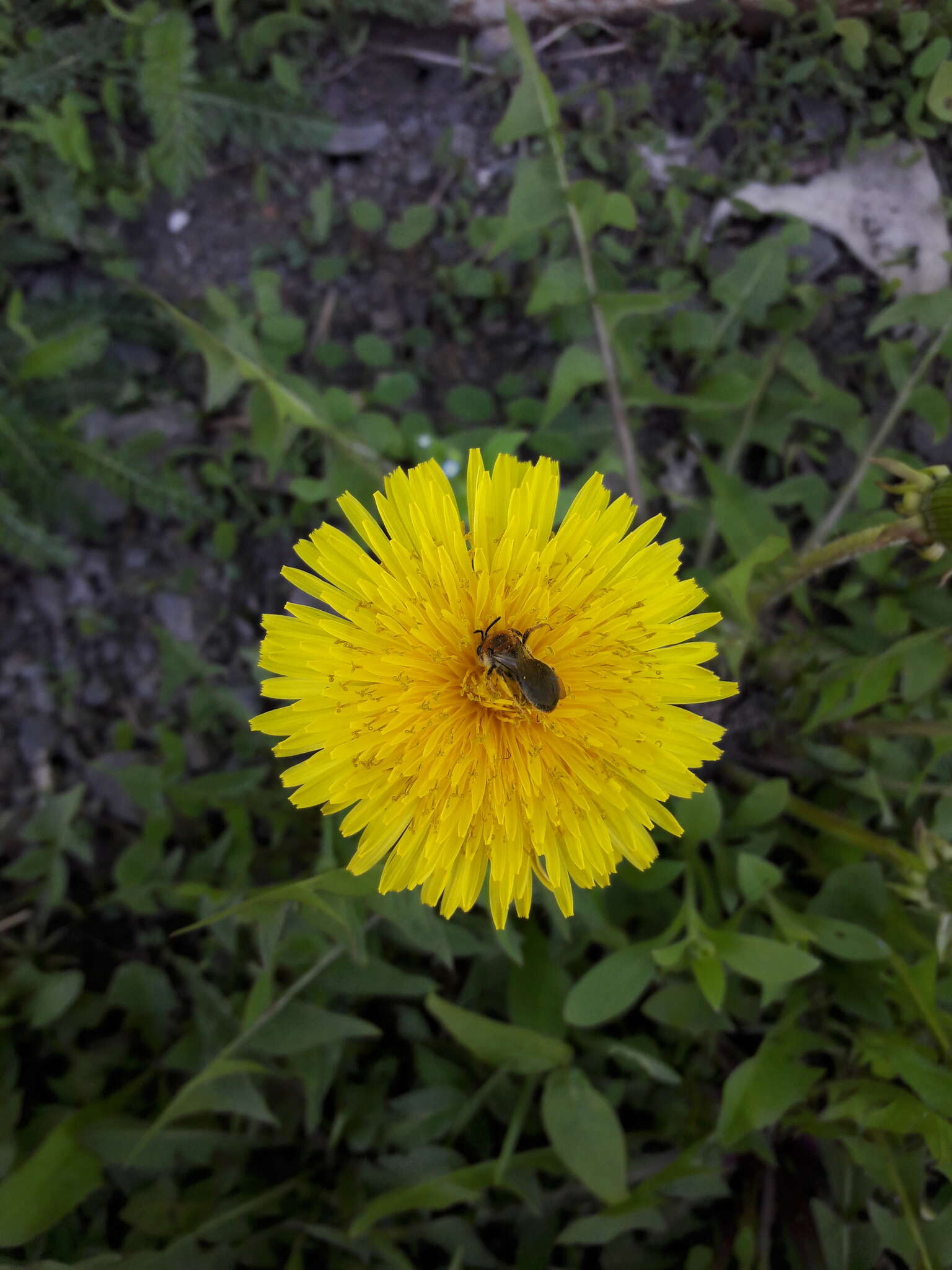 Image of early mining bee