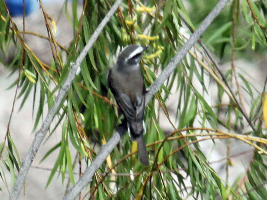 Ochthoeca leucophrys (d'Orbigny & Lafresnaye 1837)的圖片