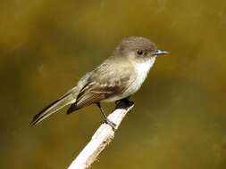 Image of Eastern Phoebe