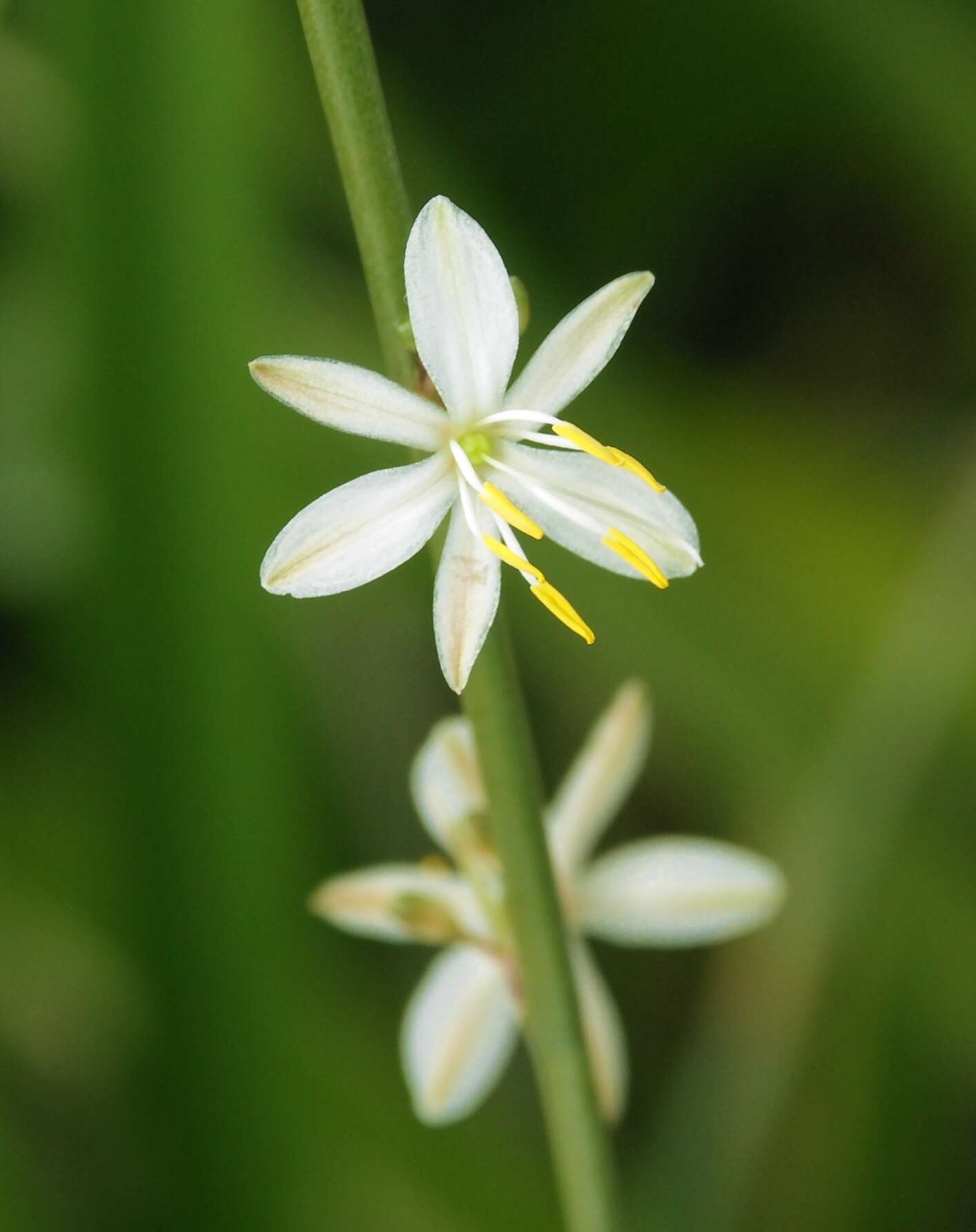 Image of St. Bernard’s lily