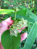 Image de Dictyanthus reticulatus Benth. & Hook. fil. ex Hemsl.