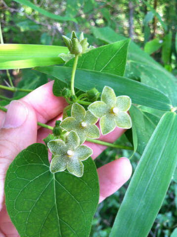 Image de Dictyanthus reticulatus Benth. & Hook. fil. ex Hemsl.