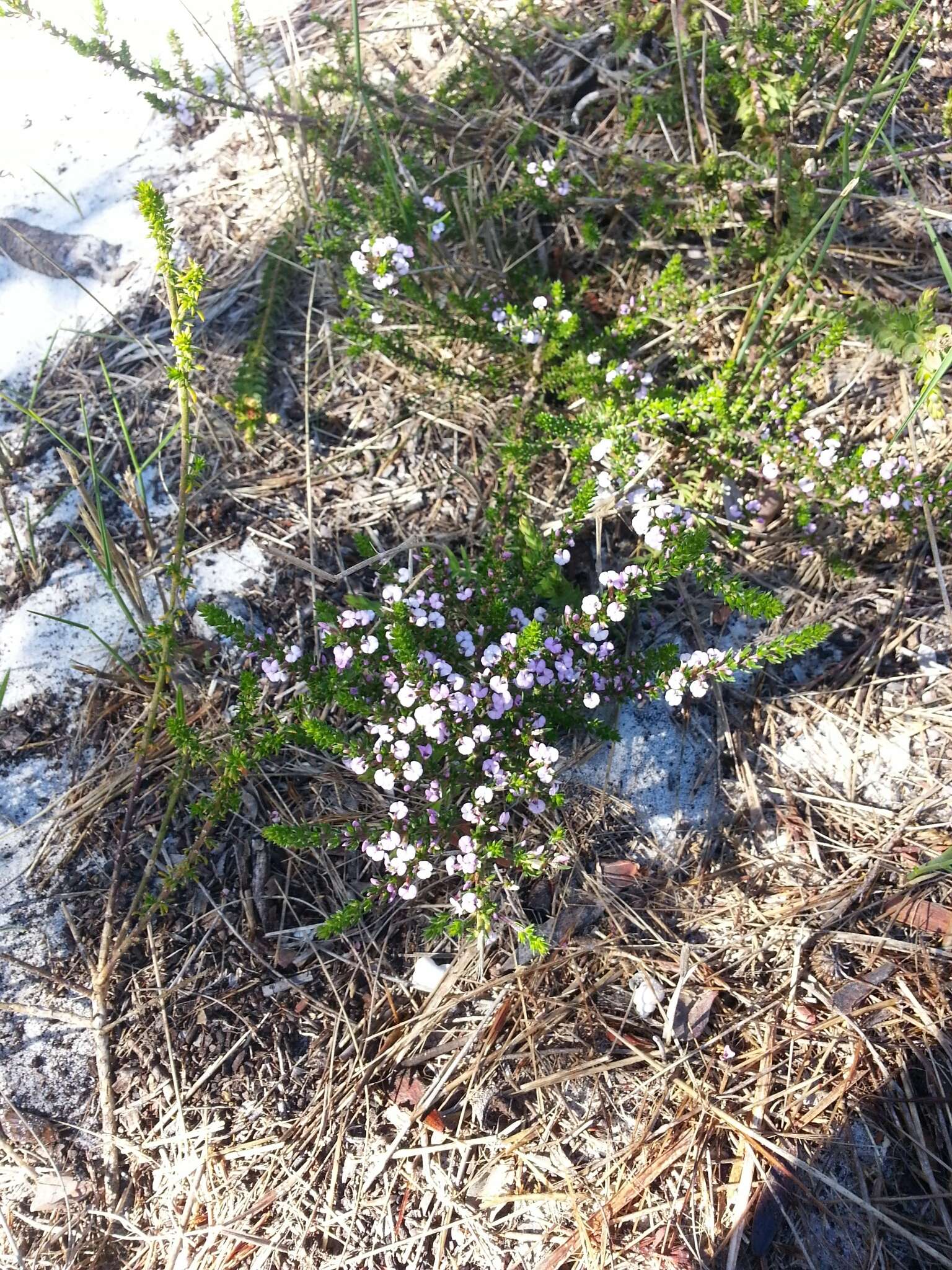 Image of Muraltia satureioides Burch. ex DC.