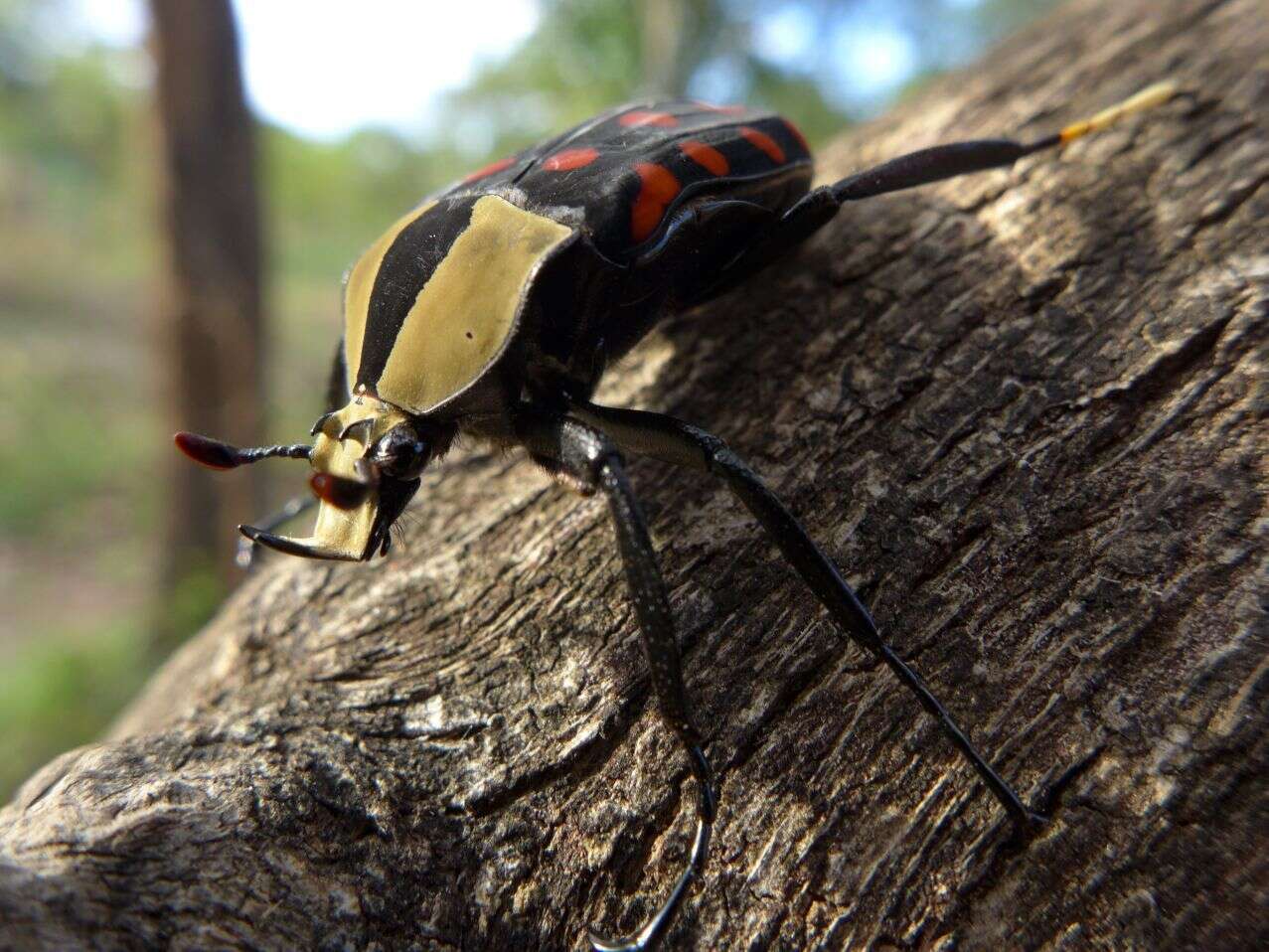 Image of Mecynorhina (Amaurodes) passerinii (Westwood 1843)