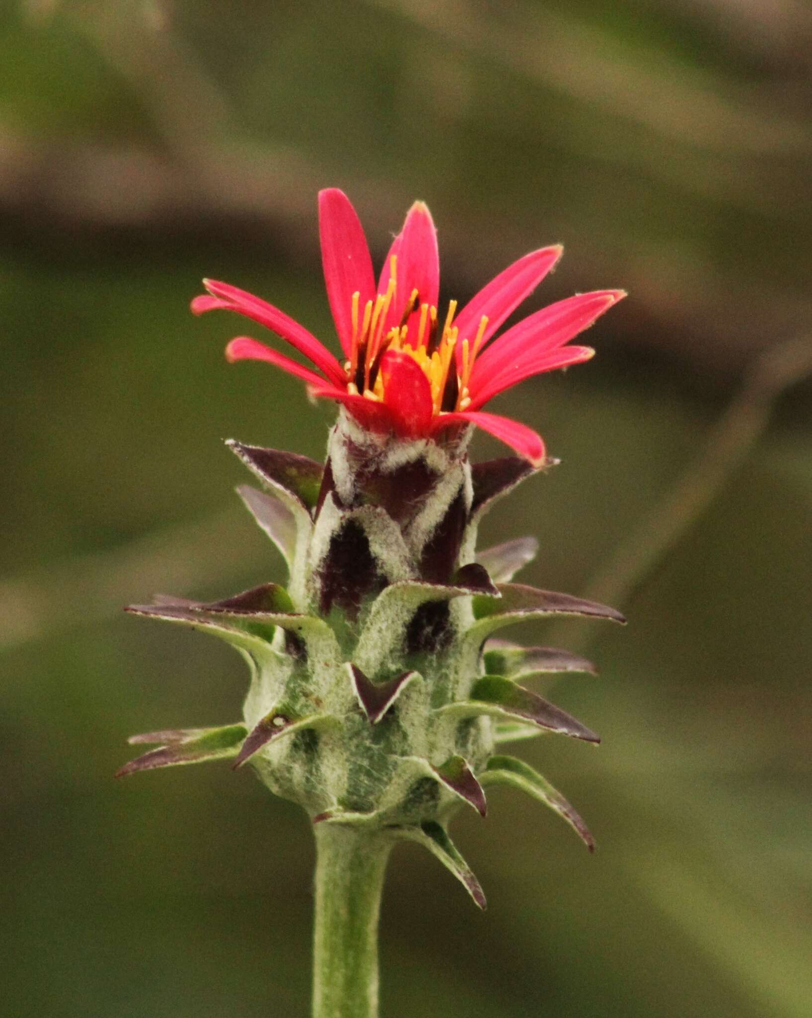 Image de Mutisia coccinea A. St. Hil.