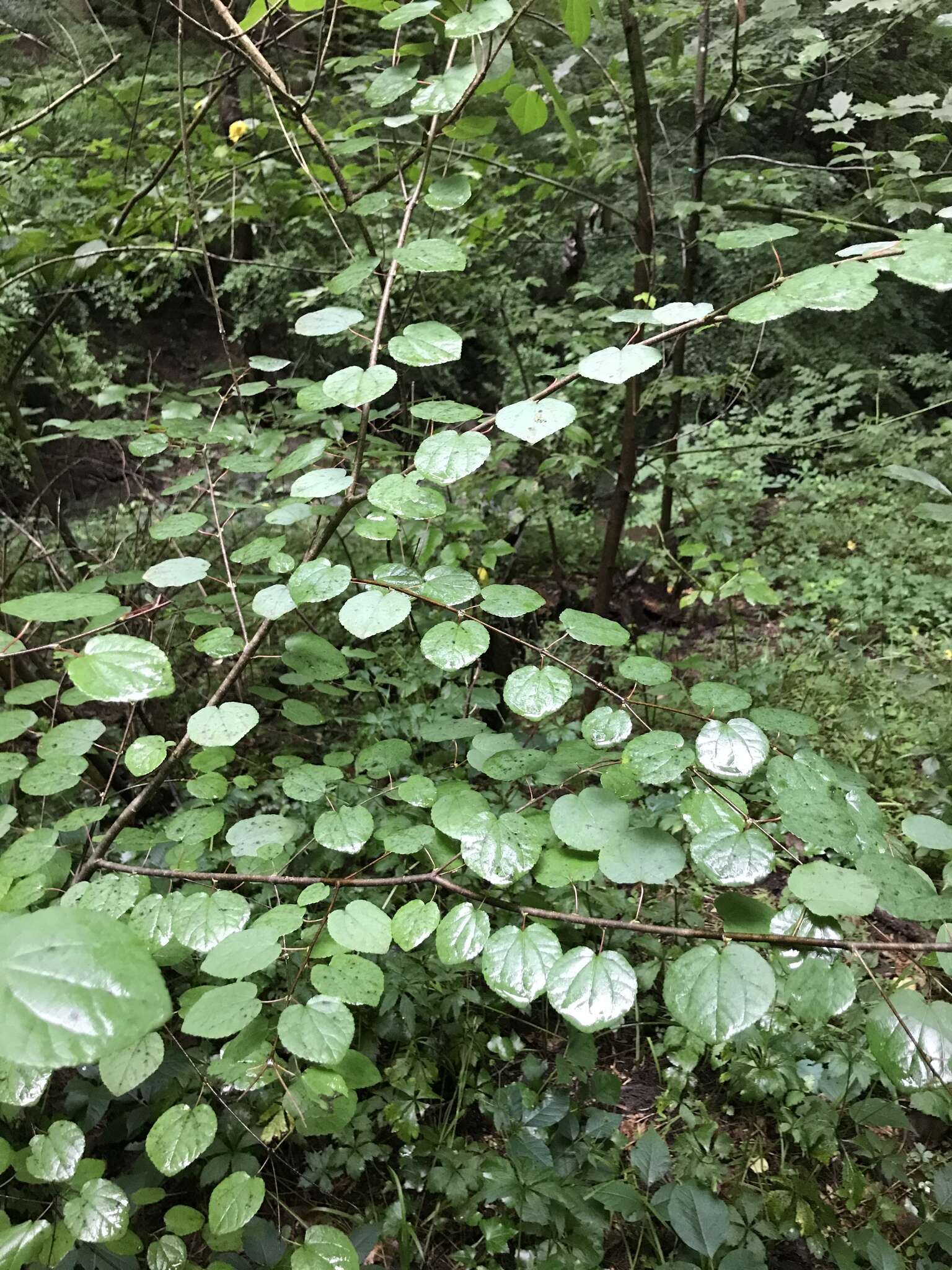 Image of katsura tree family