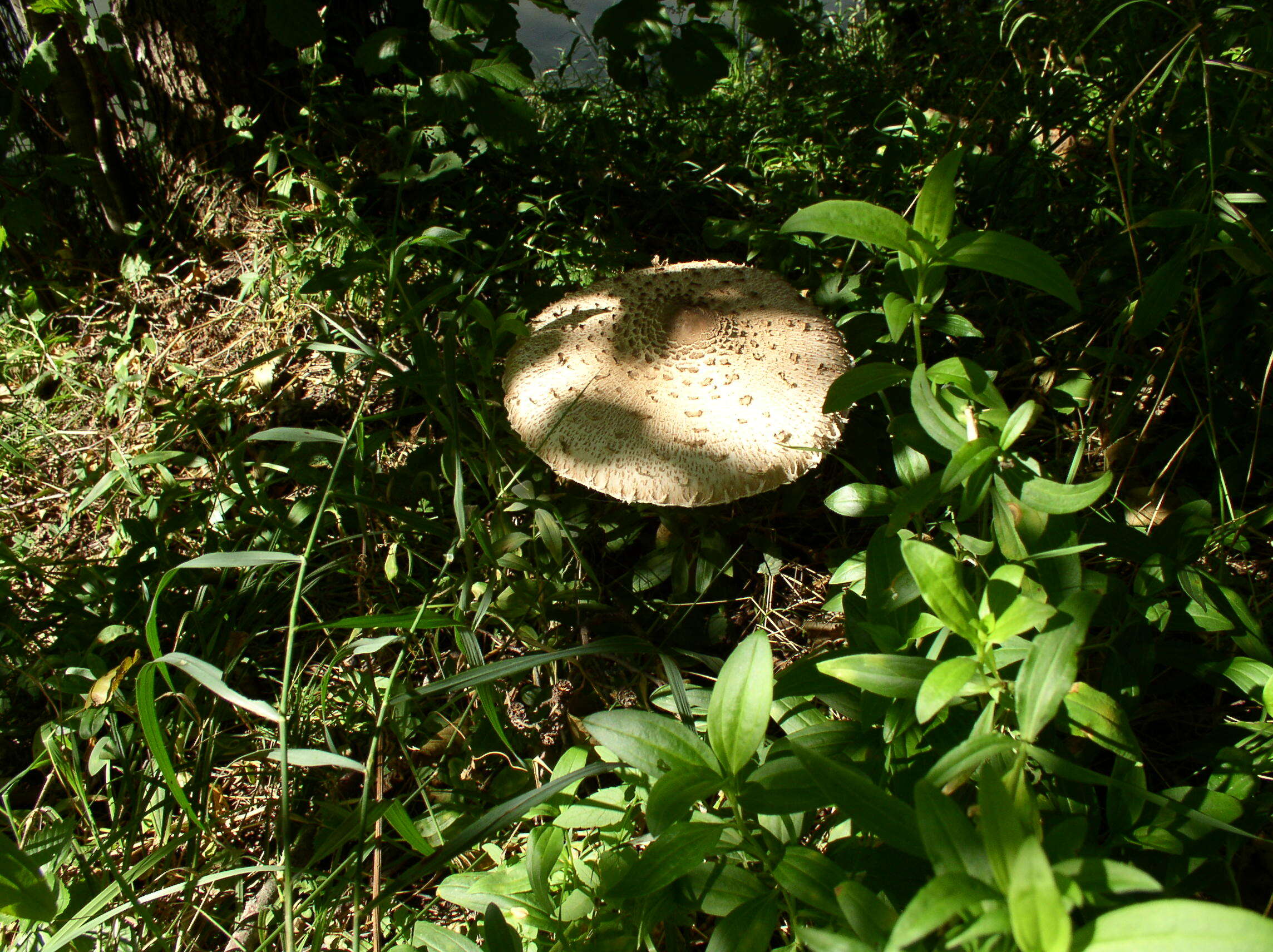 Image of Macrolepiota procera (Scop.) Singer 1948