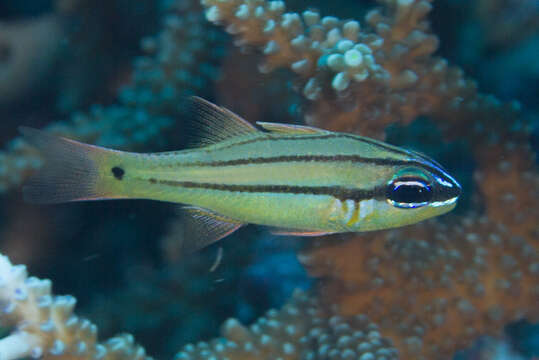 Image of Seale's cardinalfish