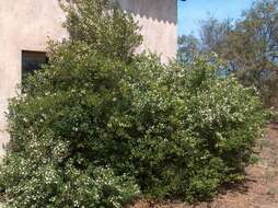 Image de Myrtus communis L.