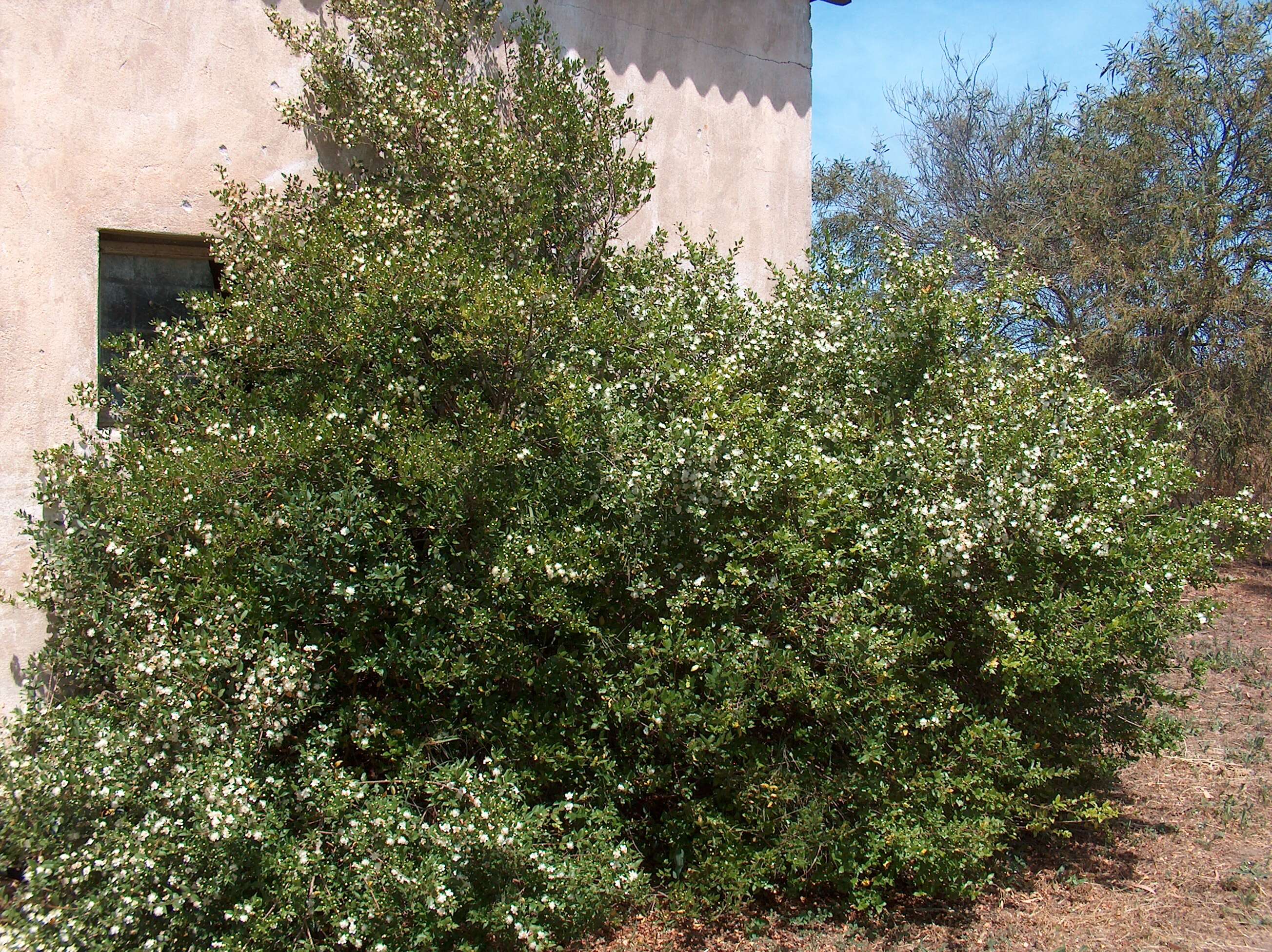 Image de Myrtus communis L.