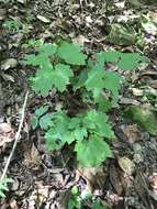 Image of Appalachian bugbane