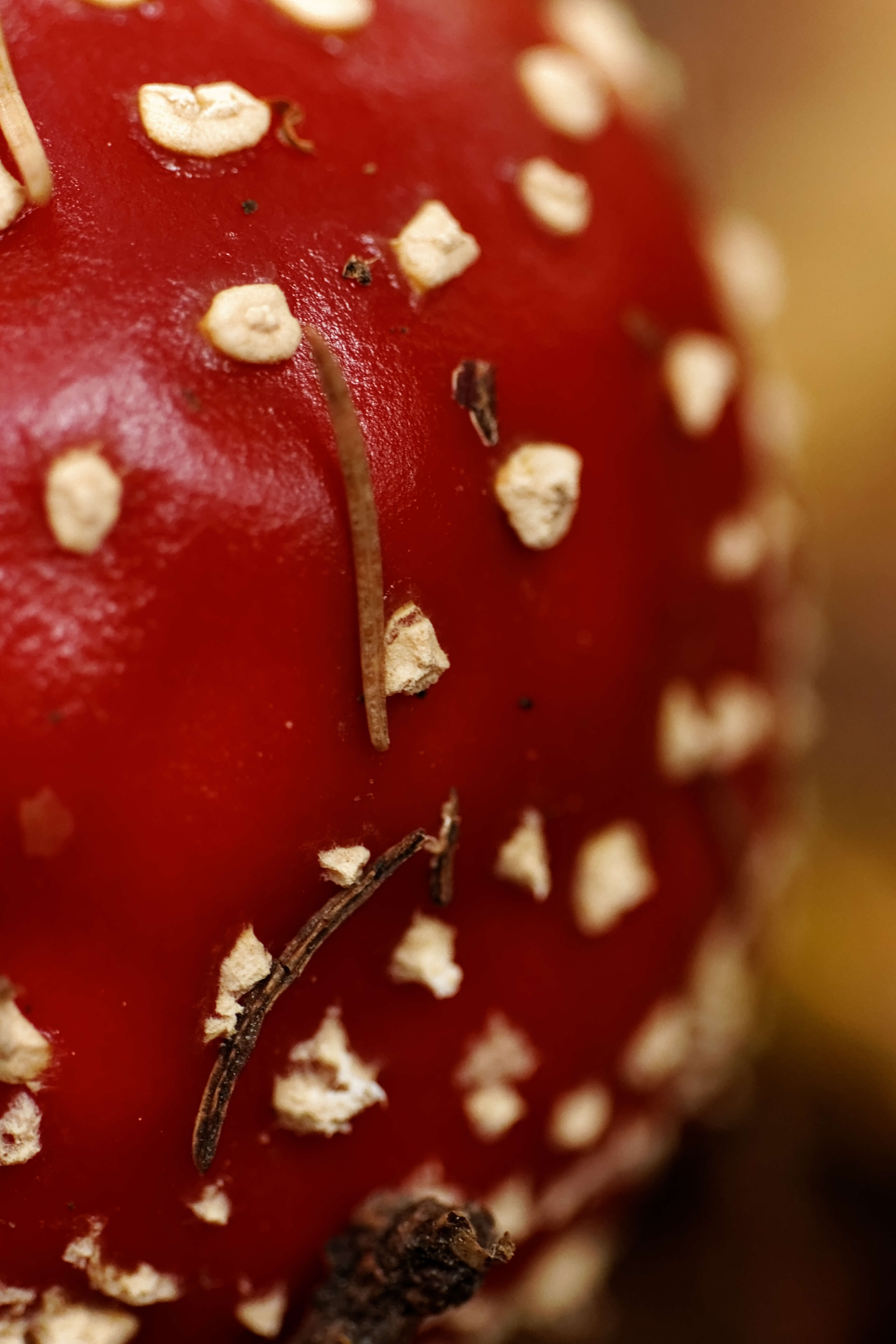 Image of Fly agaric