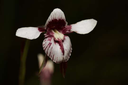 Diuris venosa Rupp的圖片