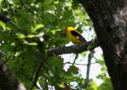 Image of Eurasian Golden Oriole