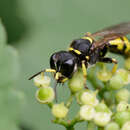 Ectemnius cephalotes (Olivier 1792)的圖片