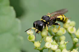 Ectemnius cephalotes (Olivier 1792)的圖片