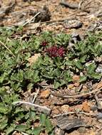 Image of Ceanothus divergens var. occidentalis (Mc Minn) D. O. Burge