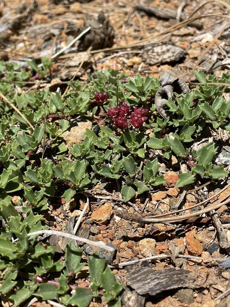 Image of Ceanothus divergens var. occidentalis (Mc Minn) D. O. Burge