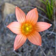 Image of Romulea setifolia var. setifolia