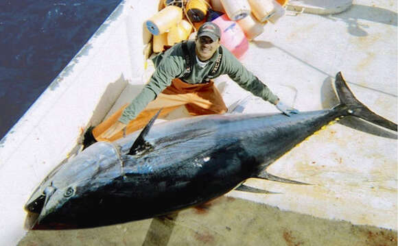 Image of Atlantic Bluefin Tuna