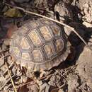 Image of Chilean Tortoise