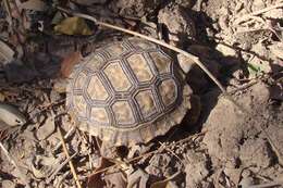 Image of Chilean Tortoise