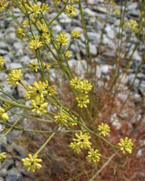 Image of Stirlingia simplex Lindl.