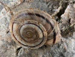 Image of Oreohelix concentrata (Dall 1895)