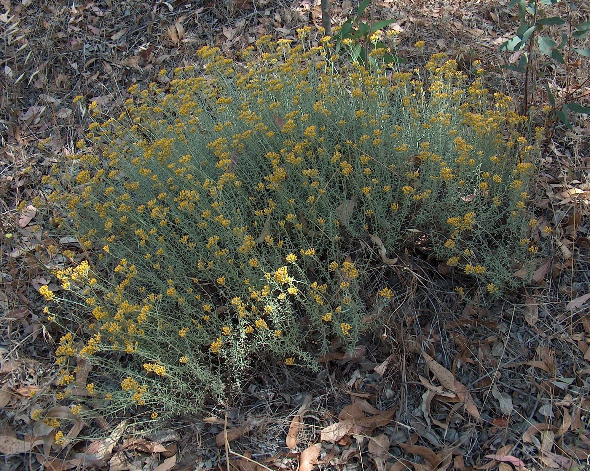 Слика од Helichrysum italicum (Roth) G. Don fil.