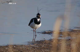 Image of Lapwing