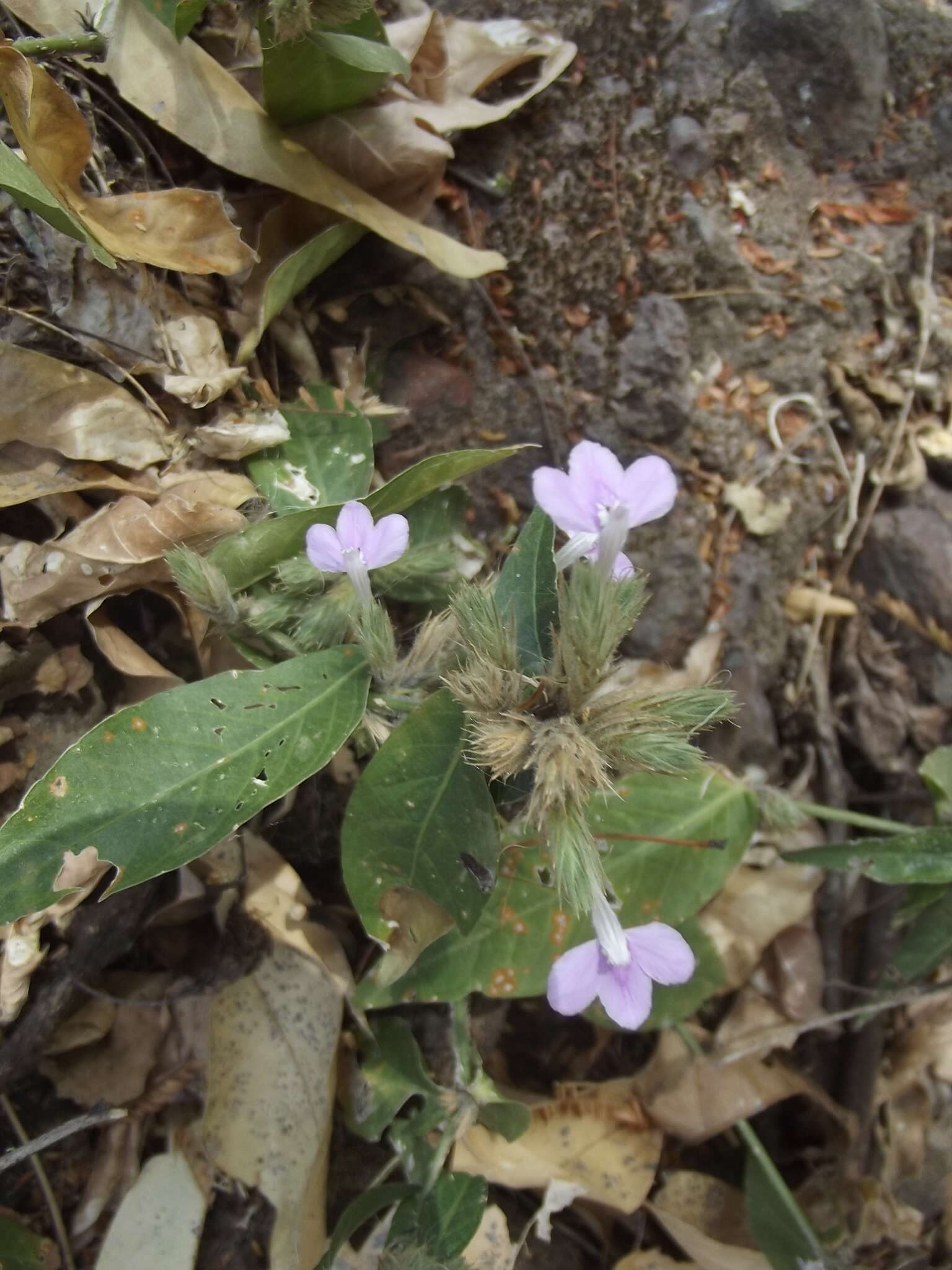 Image of Justicia ixtlania T. F. Daniel