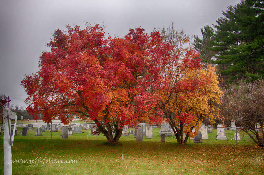 Imagem de Cotinus obovatus Raf.