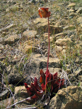 Image of purple pitcherplant