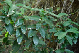 Image of Ixora philippinensis Merr.