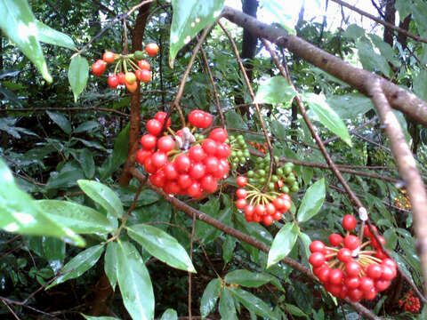 Image of Sorbus insignis (Hook. fil.) Hedl.