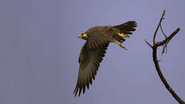 Image of Laggar Falcon