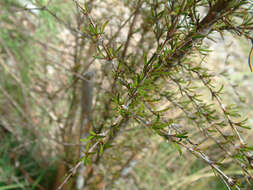 Image of Olearia bullata H. D. Wilson & P. J. Garnock-Jones