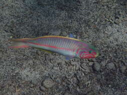 Image of Klunzinger's wrasse