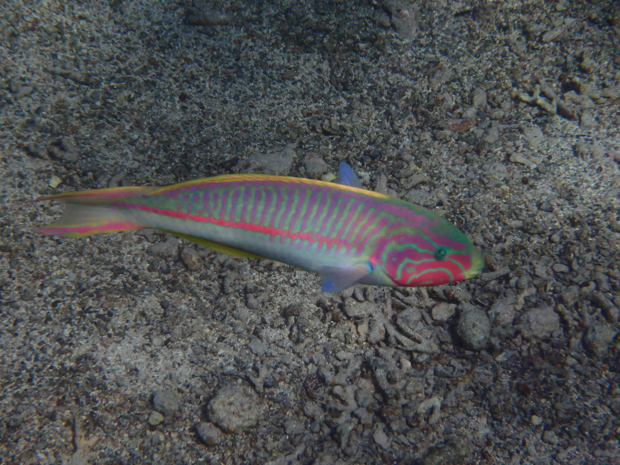 Image of Klunzinger's wrasse