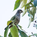 Image of White-capped Parrot