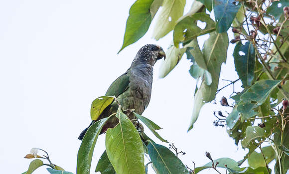 Image of White-capped Parrot