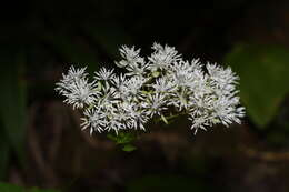 Sivun Thalictrum tuberiferum Maxim. kuva